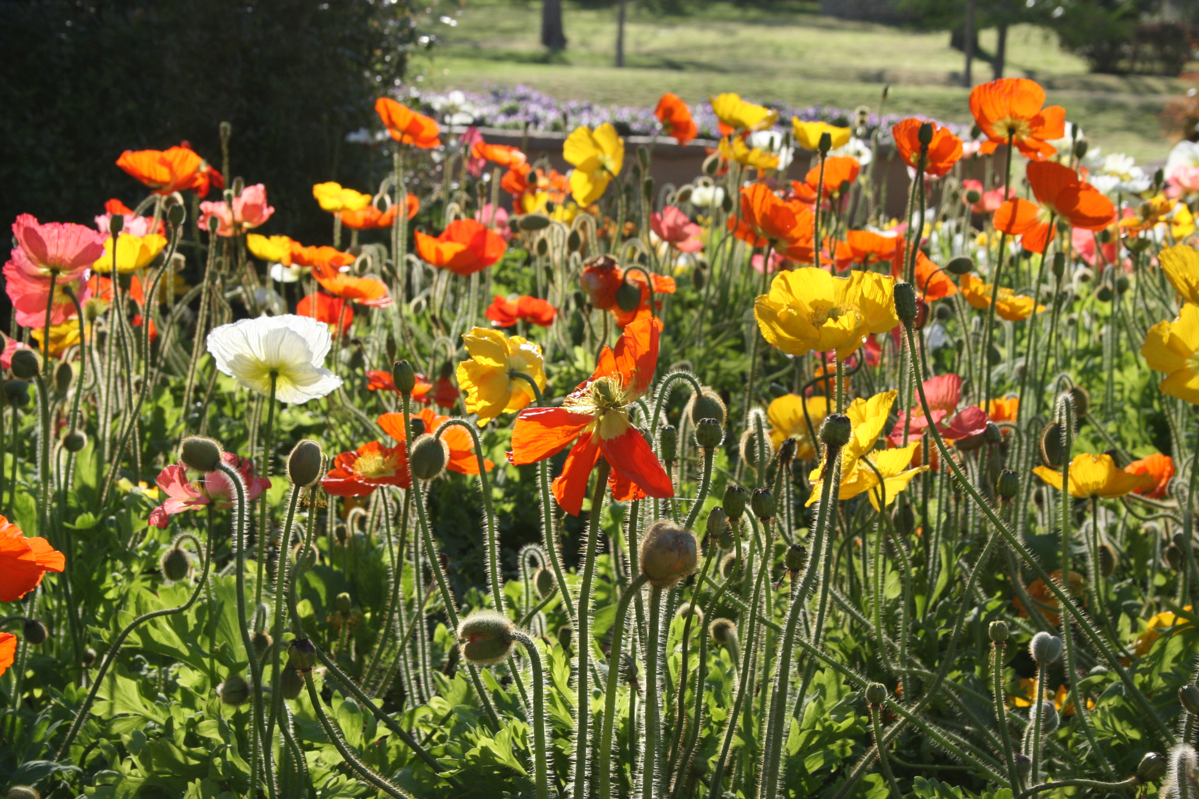 Beautiful orange and yellow spring flowers