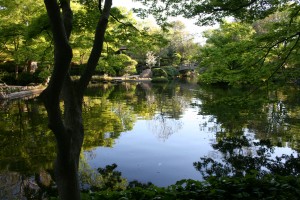 The calm of a pool of water on a beautiful day.