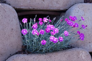 Purple Dianthus Surrounded by Rock